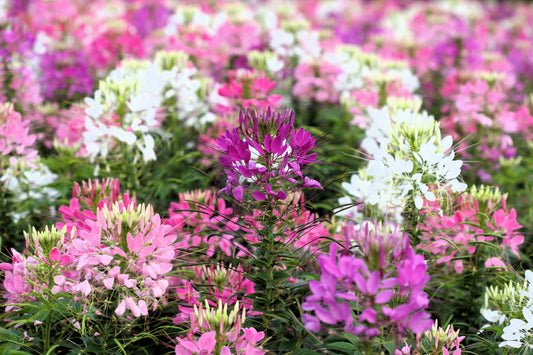 250 MIXED Colors QUEEN CLEOME (Spider Flower) Cleome Hassleriana Cleome Spinosa Flower Seeds