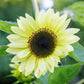 50 VANILLA ICE SUNFLOWER Two Tone Light Yellow Helianthus Annuus Flower Seeds