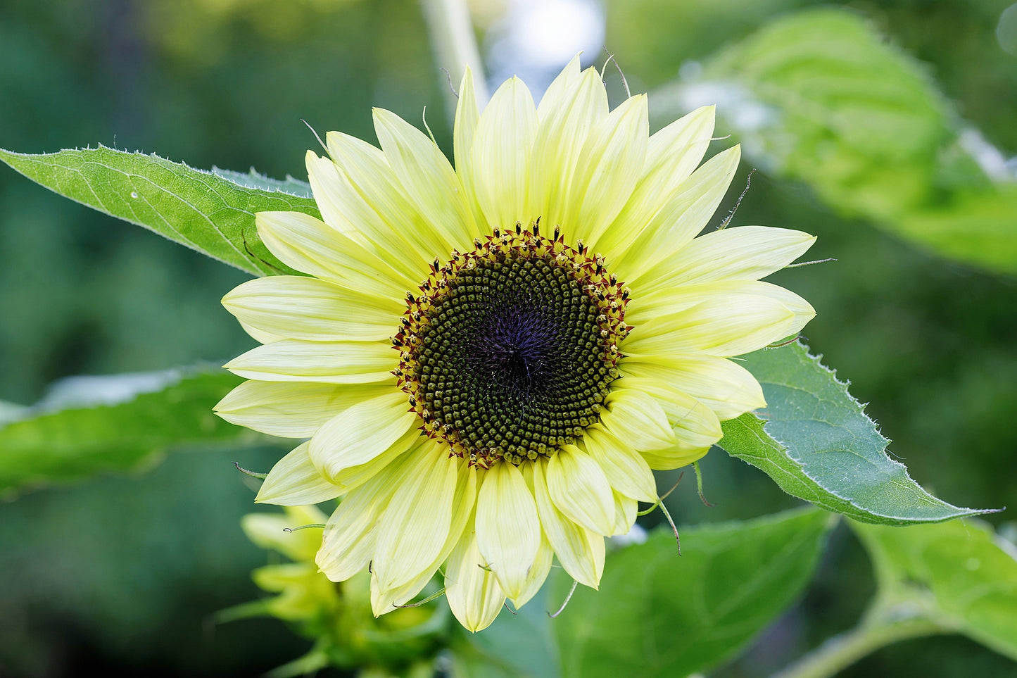 50 VANILLA ICE SUNFLOWER Two Tone Light Yellow Helianthus Annuus Flower Seeds