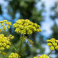 50 LOVAGE Levistucum Officinale - Flavor like celery & anise - Herb Flower Seeds