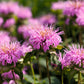 25 BEE BALM MIX Lemon Hummingbird Mint Monarda Didyma Mixed Colors Scarlet, Red, Pink, Purple, Spotted, & Salmon Flower Seeds