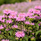 20 Dwarf PINK BEE BALM Monarda Bradburiana Eastern Beebalm Herb Flower Seeds