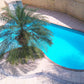 10 PYGMY DATE PALM Phoenix Roebelenii Dwarf Miniature Ornamental Fruit Tree Houseplant Seeds