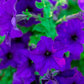 100 DWARF Alderman BLUE PETUNIA Nana Compacta Purple Flower Seeds