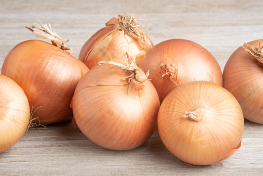 400 Texas EARLY GRANO ONION Large Sweet Yellow Allium Cepa Vegetable Seeds