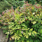 10 DOLL'S EYES Flower White Baneberry Cohosh Actaea Pachypoda Alba Seeds
