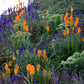 200 BLUE BOUQUET VERONICA Spicata Spike Speedwell Herb Flower Seeds