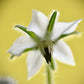 50 WHITE BORAGE Borago Officinalis Bianca Herb Flower Seeds