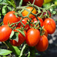 500 ITALIAN ROMA TOMATO Lycopersicon Lycopersicum Fruit Vegetable Seeds