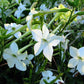 200 JASMINE AZTEC NICOTIANA (Ornamental Flowering Tobacco) Nicotiana Alata Flower Seeds