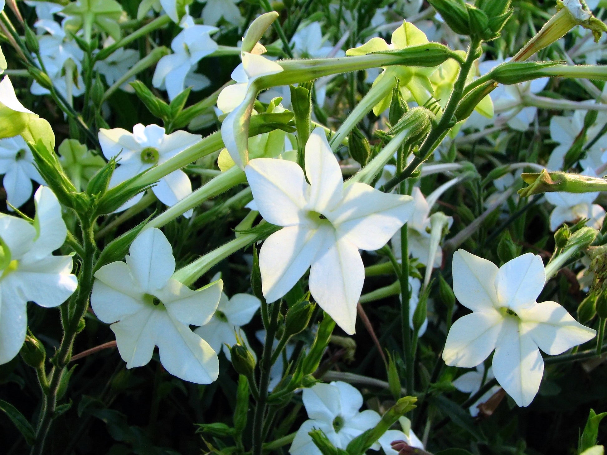 ornamental tobacco 100 Red CRIMSON KING NICOTIANA (Ornamental Flowering Tobacco) Nicotiana Affinis Flower Seeds Nicotiana Alata COLOR 200 JASMINE AZTEC Nicotiana (Ornamental
