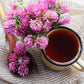 1500 RED CLOVER Monarchs Trifolium Pratense Rose Mauve Flower Ground Cover Seeds