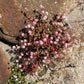 20 PUNCHING BALLS Pink Buttons Persicaria Capitata Polygonum Flower Seeds