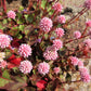 20 PUNCHING BALLS Pink Buttons Persicaria Capitata Polygonum Flower Seeds