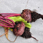250 PIATTA D'EGITTO BEET Italian Heirloom Beta Vulgaris Cicla Vegetable Seeds