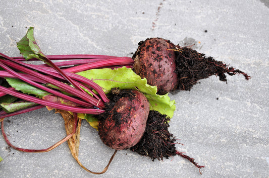 250 PIATTA D'EGITTO BEET Italian Heirloom Beta Vulgaris Cicla Vegetable Seeds