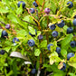 20 Common BILBERRY Fruit Shrub European Blueberry Vaccinium Myrtillus Seeds