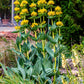30 GREAT YELLOW GENTIAN Gentiana Lutea Herb Flower Seeds