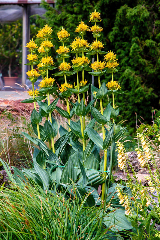 30 GREAT YELLOW GENTIAN Gentiana Lutea Herb Flower Seeds