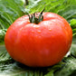 200 Red RUTGERS TOMATO Lycopersicon Globe Determinate 8 oz Fruit Vegetable Seeds