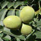 5 ENGLISH WALNUT aka Common, Hardy Carpathian, Persian Nut Fruit Tree Juglans Regia Orientis Seeds