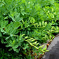 50 BLUE WILD INDIGO (False Indigo) Baptisia Australis Flower Seeds