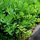 50 WHITE WILD INDIGO Baptisia Alba Usa Native Pollinator Flower Seeds