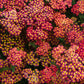 600 RED YARROW Achillea Millefolium Rubra Flower Seeds