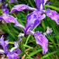 20 Blue & Purple OREGON IRIS ( Tough-Leaf Iris ) Iris Tenax Flower Seeds