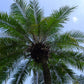 10 PYGMY DATE PALM Phoenix Roebelenii Dwarf Miniature Ornamental Fruit Tree Houseplant Seeds