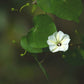 10 White CHRISTMAS VINE Turbina Flower Rivea Ipomoea Corymbosa Seeds
