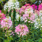 250 MIXED Colors QUEEN CLEOME (Spider Flower) Cleome Hassleriana Cleome Spinosa Flower Seeds