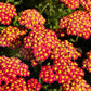 600 RED YARROW Achillea Millefolium Rubra Flower Seeds