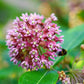 100 PINK MILKWEED Common Asclepias Syriaca Monarch Flower Seeds