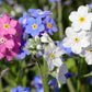 100 Mixed FORGET ME NOT Pink Blue White Mix Myosotis Alpestris Flower Seeds *Flat Shipping