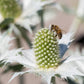 10 Giant SILVER SEA HOLLY Eryngium Giganteum Miss Willmott's Ghost Flower Seeds