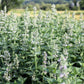200 Lemon LEMONY CATNIP Nepeta Cataria Citriodora Herb Flower Seeds