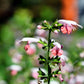 30 CORAL NYMPH SALVIA Coccinea Hummingbird Sage Flower Seeds