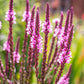 1000 Pink VERVAIN Verbena Hastata Rosea Flower Seeds