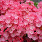 50 MOUNTAIN LAUREL White Pink Red Kalmia Latifolia Shrub Bush Seeds