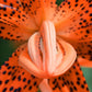 15 WESTERN HYBRIDS LILY Tiger, Leopard, Lemon, Alpine, Kellogg - Mixed Colors Pink, Red, Yellow, Orange - Native Lilium Flower Seeds