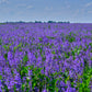 100 CIMARRON ALFALFA Medicago Sativa Ground Cover Forage Purple Flower Seeds