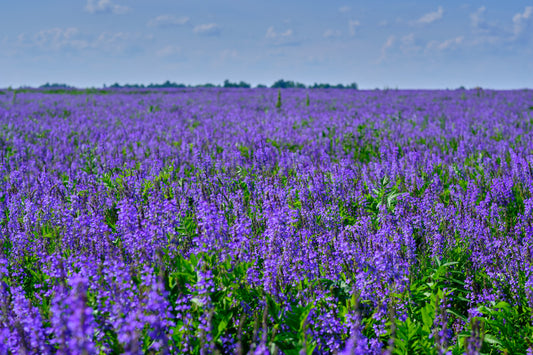 100 CIMARRON ALFALFA Medicago Sativa Ground Cover Forage Purple Flower Seeds