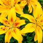 15 WESTERN HYBRIDS LILY Tiger, Leopard, Lemon, Alpine, Kellogg - Mixed Colors Pink, Red, Yellow, Orange - Native Lilium Flower Seeds