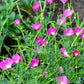 100 PURPLE Gleam CALIFORNIA POPPY Eschscholzia Californica Flower Seeds
