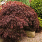 10 Red Dwarf Japanese LACELEAF MAPLE Tree Lace Blood Acer Palmatum Atropurpureum Dissectum Shrub Seeds