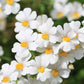 50 WHITE KNIGHT NEMESIA Strumosa Flower Seeds