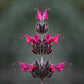 10 Organic California HUMMINGBIRD SAGE Salvia Spathacea Magenta Red Flower Herb Seeds