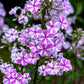 20 MEADOW PHLOX Maculata Mixed Colors Wild Sweet William Native Hummingbird Flower Seeds