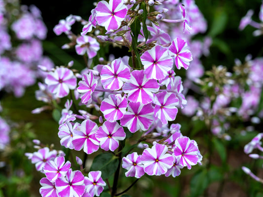 20 MEADOW PHLOX Maculata Mixed Colors Wild Sweet William Native Hummingbird Flower Seeds